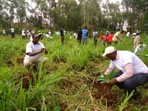 Tirgaga tree planting exercise in region 5
