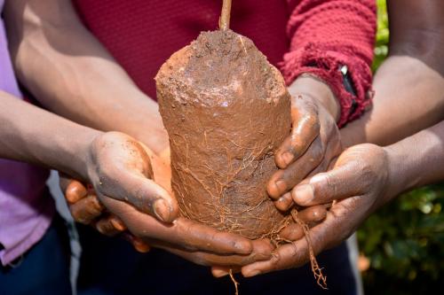 Nyankoba Tea Factory - Tree planting and water tank donation